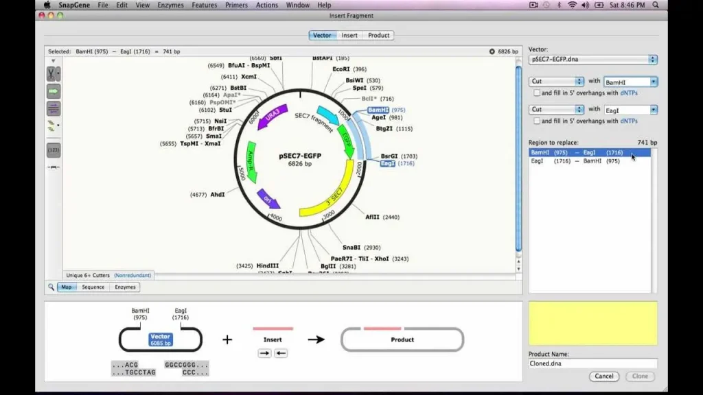 GSL Biotech SnapGene 2025 Free Download